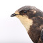 White-Throated Needletail standing on wooden perch facing forward