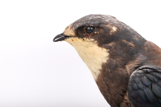 White-Throated Needletail standing on wooden perch facing forward
