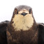 White-Throated Needletail standing on wooden perch facing forward