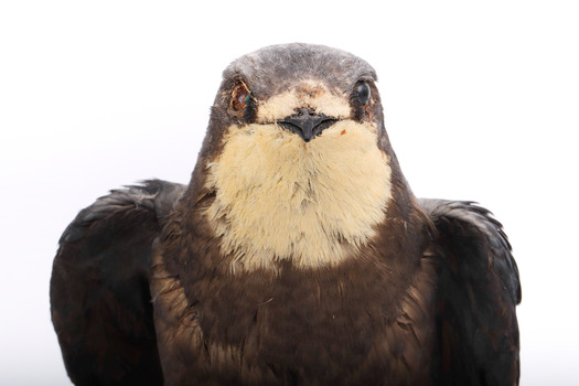 White-Throated Needletail standing on wooden perch facing forward