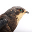 White-Throated Needletail standing on wooden perch facing forward