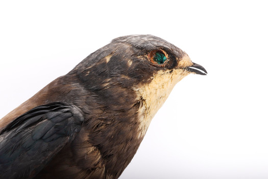 White-Throated Needletail standing on wooden perch facing forward