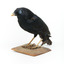 A male Satin Bowerbird taxidermy specimen standing on a wooden platform