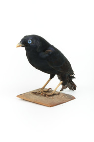A male Satin Bowerbird taxidermy specimen standing on a wooden platform