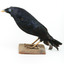A male Satin Bowerbird taxidermy specimen standing on a wooden platform