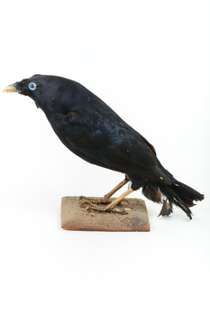 A male Satin Bowerbird taxidermy specimen standing on a wooden platform