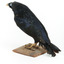 A male Satin Bowerbird taxidermy specimen standing on a wooden platform