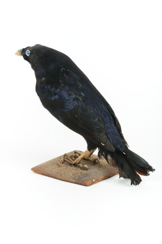 A male Satin Bowerbird taxidermy specimen standing on a wooden platform