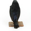 A male Satin Bowerbird taxidermy specimen standing on a wooden platform