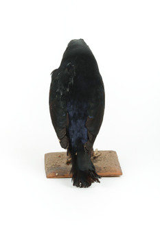 A male Satin Bowerbird taxidermy specimen standing on a wooden platform
