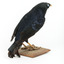 A male Satin Bowerbird taxidermy specimen standing on a wooden platform