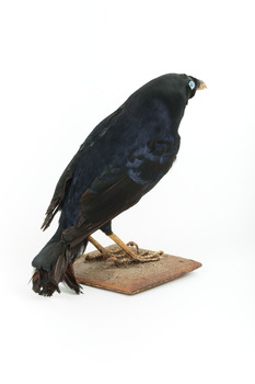 A male Satin Bowerbird taxidermy specimen standing on a wooden platform
