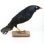 A male Satin Bowerbird taxidermy specimen standing on a wooden platform