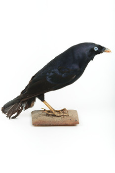 A male Satin Bowerbird taxidermy specimen standing on a wooden platform