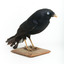 A male Satin Bowerbird taxidermy specimen standing on a wooden platform