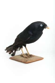 A male Satin Bowerbird taxidermy specimen standing on a wooden platform