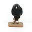 A male Satin Bowerbird taxidermy specimen standing on a wooden platform