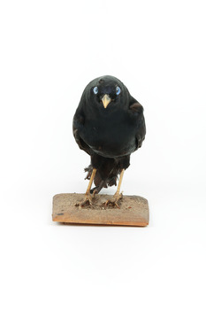 A male Satin Bowerbird taxidermy specimen standing on a wooden platform
