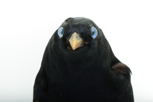 A male Satin Bowerbird taxidermy specimen standing on a wooden platform