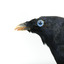 A male Satin Bowerbird taxidermy specimen standing on a wooden platform