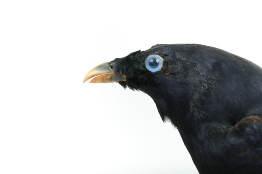 A male Satin Bowerbird taxidermy specimen standing on a wooden platform