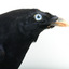 A male Satin Bowerbird taxidermy specimen standing on a wooden platform