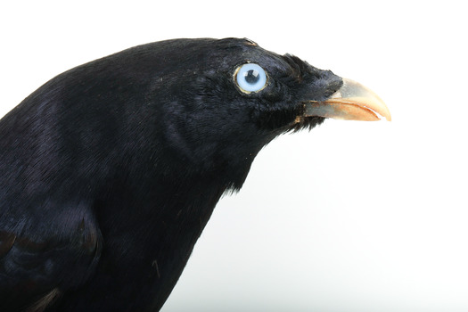 A male Satin Bowerbird taxidermy specimen standing on a wooden platform