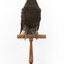 Taxidermy American Crow standing on a wooden mount looking forwards.