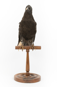 Taxidermy American Crow standing on a wooden mount looking forwards.