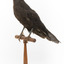 Taxidermy American Crow standing on a wooden mount looking forwards.