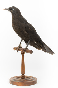 Taxidermy American Crow standing on a wooden mount looking forwards.