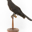 Taxidermy American Crow standing on a wooden mount looking forwards.