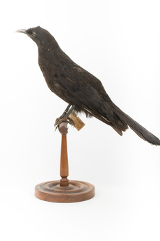 Taxidermy American Crow standing on a wooden mount looking forwards.