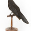 Taxidermy American Crow standing on a wooden mount looking forwards.