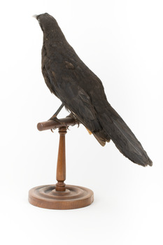 Taxidermy American Crow standing on a wooden mount looking forwards.
