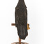 Taxidermy American Crow standing on a wooden mount looking forwards.