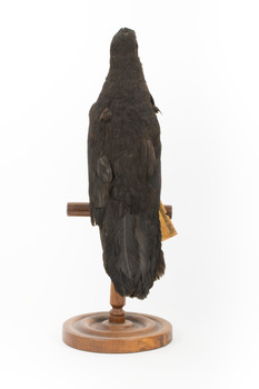 Taxidermy American Crow standing on a wooden mount looking forwards.