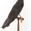 Taxidermy American Crow standing on a wooden mount looking forwards.
