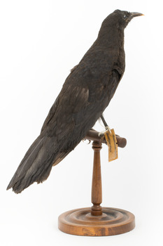 Taxidermy American Crow standing on a wooden mount looking forwards.
