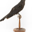 Taxidermy American Crow standing on a wooden mount looking forwards.