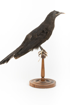 Taxidermy American Crow standing on a wooden mount looking forwards.