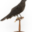 Taxidermy American Crow standing on a wooden mount looking forwards.
