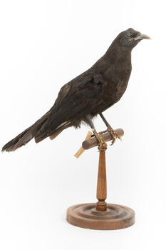 Taxidermy American Crow standing on a wooden mount looking forwards.