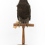 Taxidermy American Crow standing on a wooden mount looking forwards.