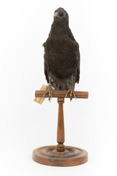 Taxidermy American Crow standing on a wooden mount looking forwards.