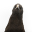 Taxidermy American Crow standing on a wooden mount looking forwards.