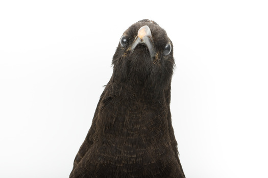 Taxidermy American Crow standing on a wooden mount looking forwards.