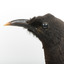 Taxidermy American Crow standing on a wooden mount looking forwards.