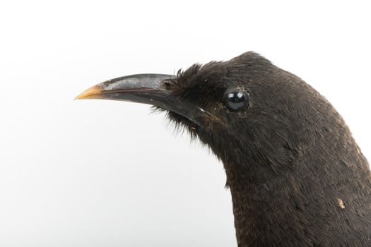 Taxidermy American Crow standing on a wooden mount looking forwards.