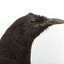 Taxidermy American Crow standing on a wooden mount looking forwards.